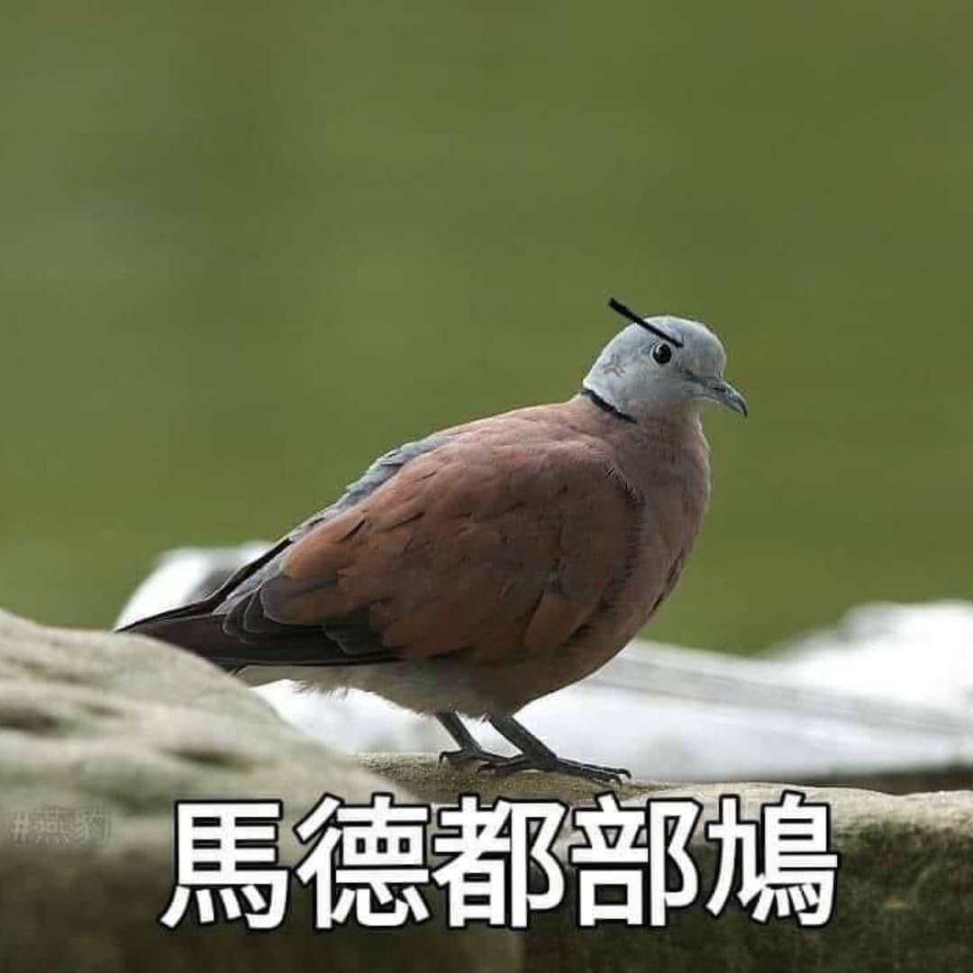 我想去搭訕學校裡的歪國人，有人要一起嗎？